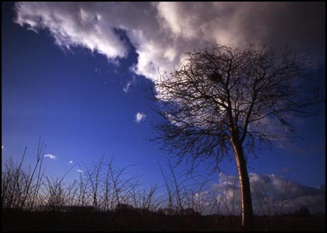 Boom en wolk - Hulst Nederland