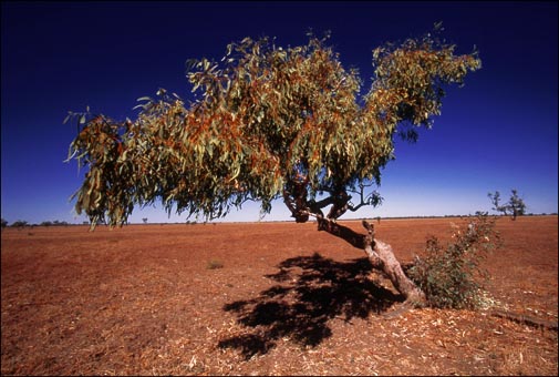 Boom - Windorah Queensland Australië