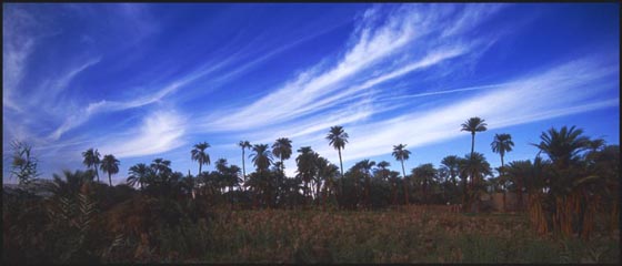 Palmbomen in Luxor Egypte