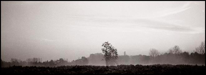 Ochtenddauw bij Westerhoven Nederland